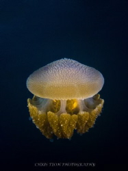 Underwater lantern by Christopher Teoh 